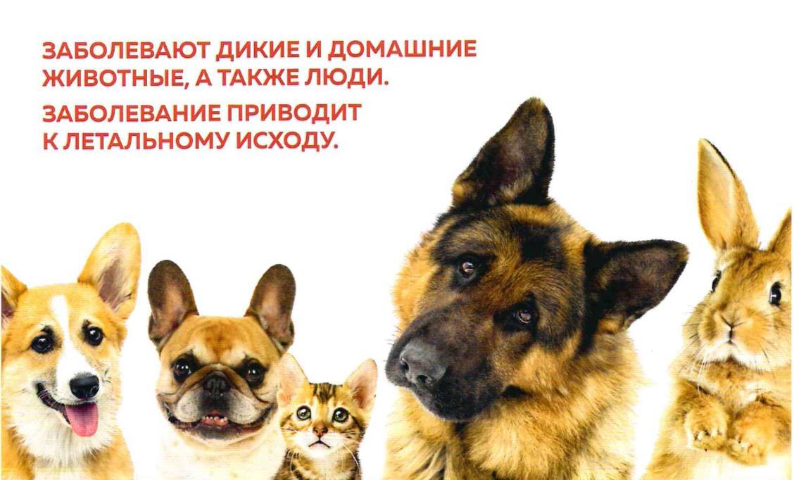 Месячник по профилактике бешенства среди людей и животных стартовал в Московской области